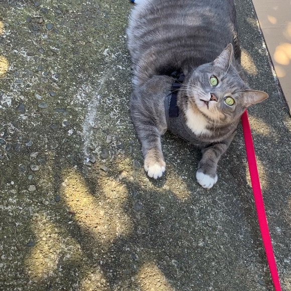 Meet the Posher 💛 - Picture 3 of 6